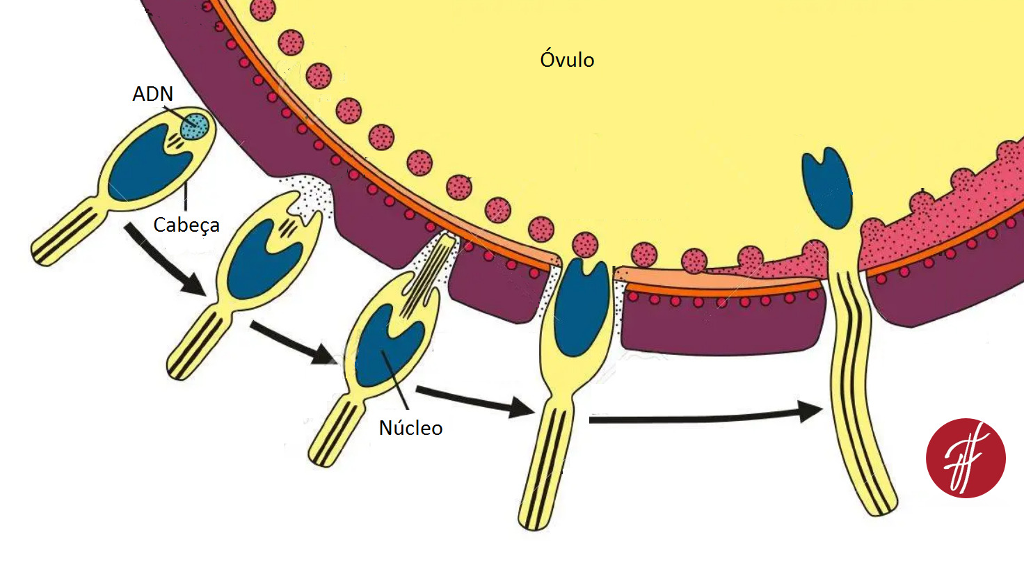 espermatozóide fertilizar óvulo