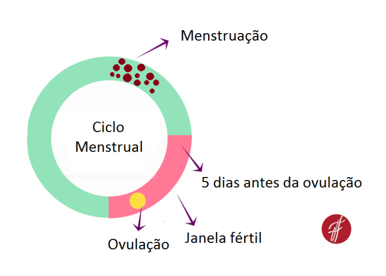 Fertilidade feminina: ovulação e fertilização - Clínica José Fontes